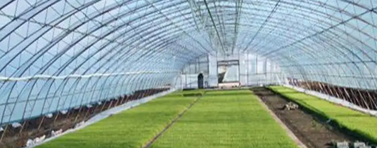 智能玻璃溫室大棚的優(yōu)點有哪些？在農(nóng)業(yè)種植方面如何發(fā)揮優(yōu)勢